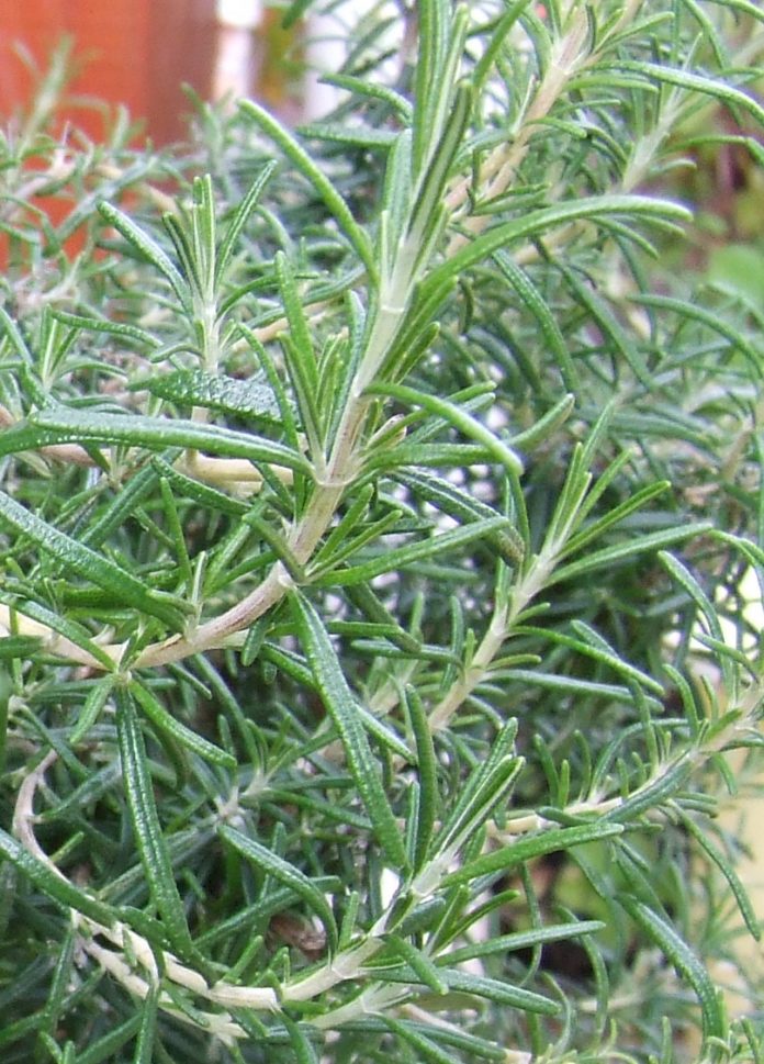 How to Take Cuttings of Rosemary