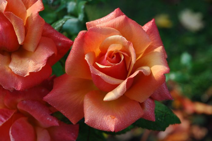 A Comprehensive Guide to Growing Beautiful Roses