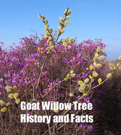 Goat Willow Tree History and Facts