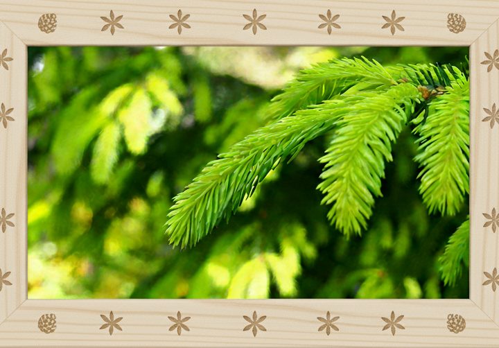 Gardening Using Trees and Shrubs with Scent in Mind