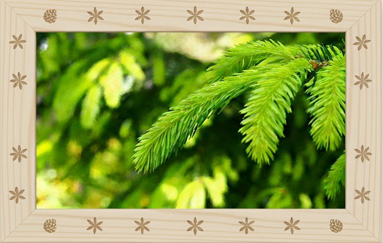 Gardening Using Trees and Shrubs with Scent in Mind