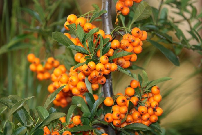 Boost Energy and More With Sea Buckthorn