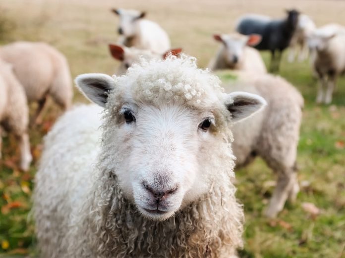 Facts About Sheep Behavior to Help You Raise Sheep Easily
