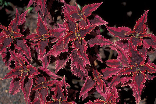 Plants with Red Leaves