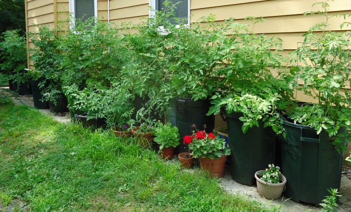 Urban Homesteading – Six Ways of Self Reliance For Those Living in the Concrete Jungle