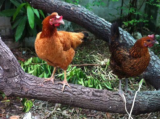 Best Chicken Breeds for Egg Production