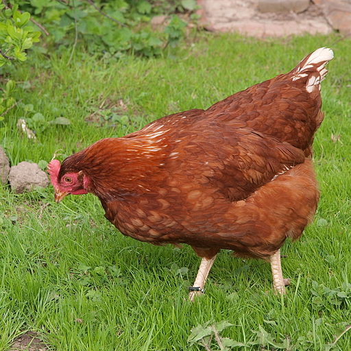 Starting a Chicken Farm The Organic Way – Guidelines for Raising Organic Chickens In Your Backyard