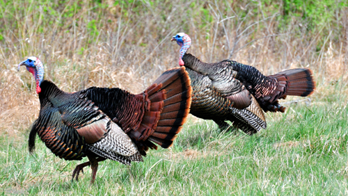 Questions and Answers About Wild Turkey?
