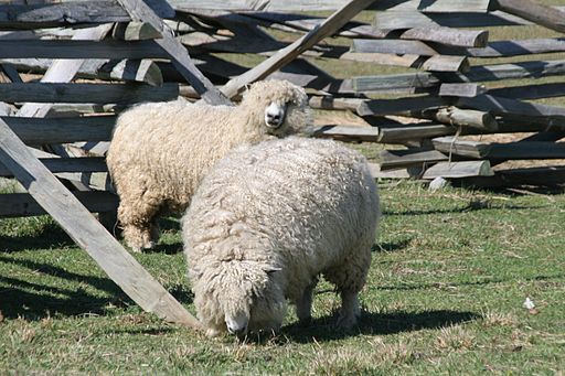 Raising Sheep for Wool – All You Need To Know