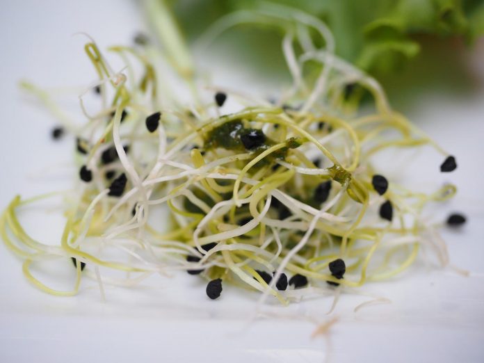 Alfalfa Sprouts Nutrition Facts
