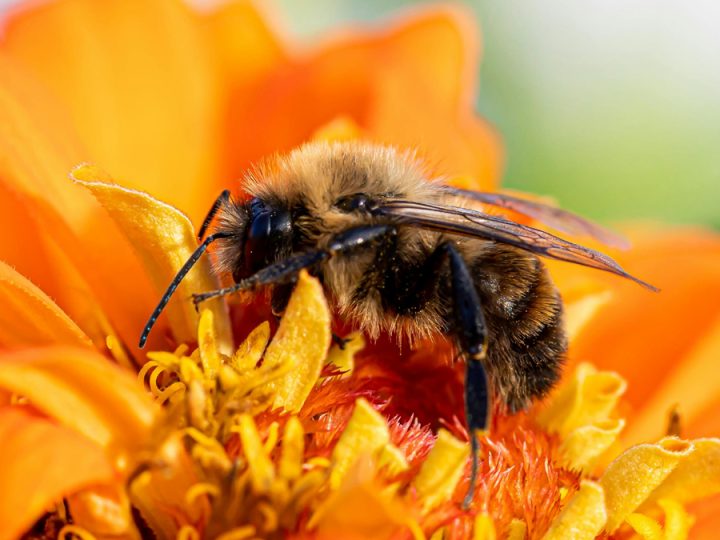 A Quick Look at The Worker Honey Bee