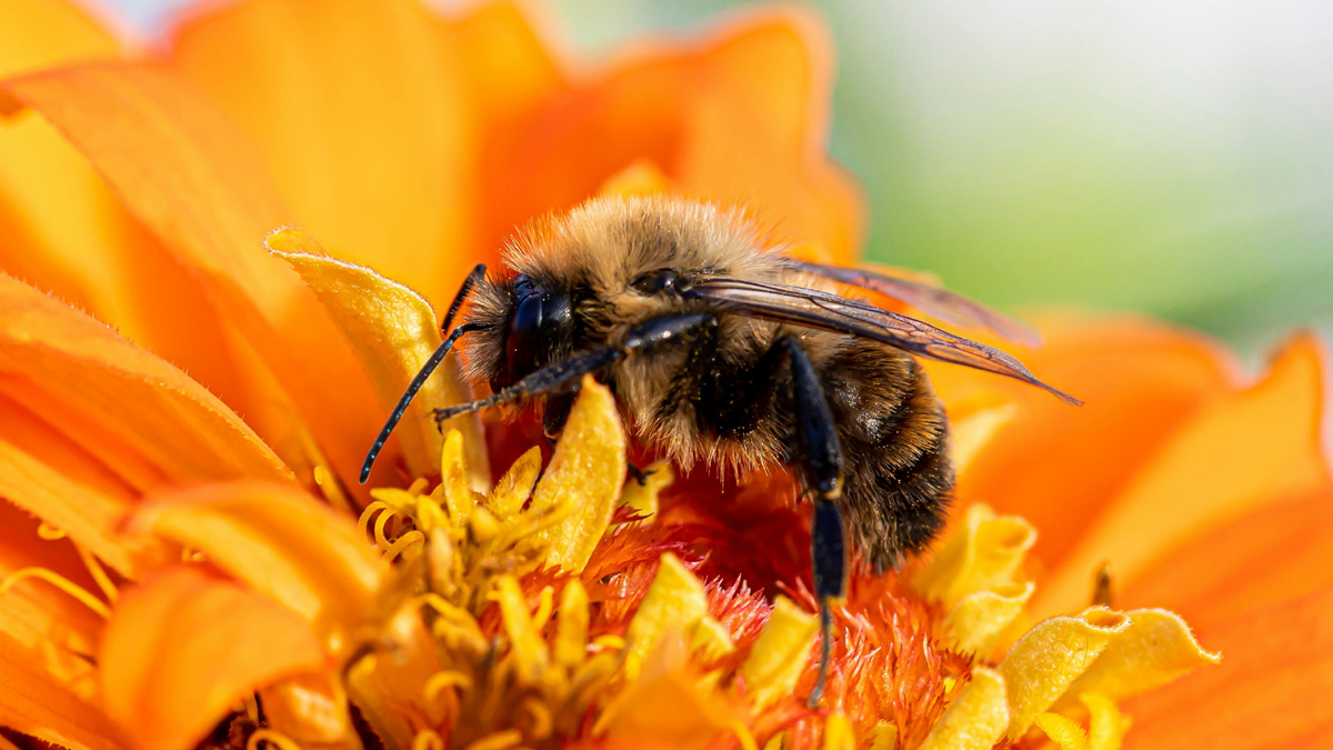 A Quick Look at The Worker Honey Bee