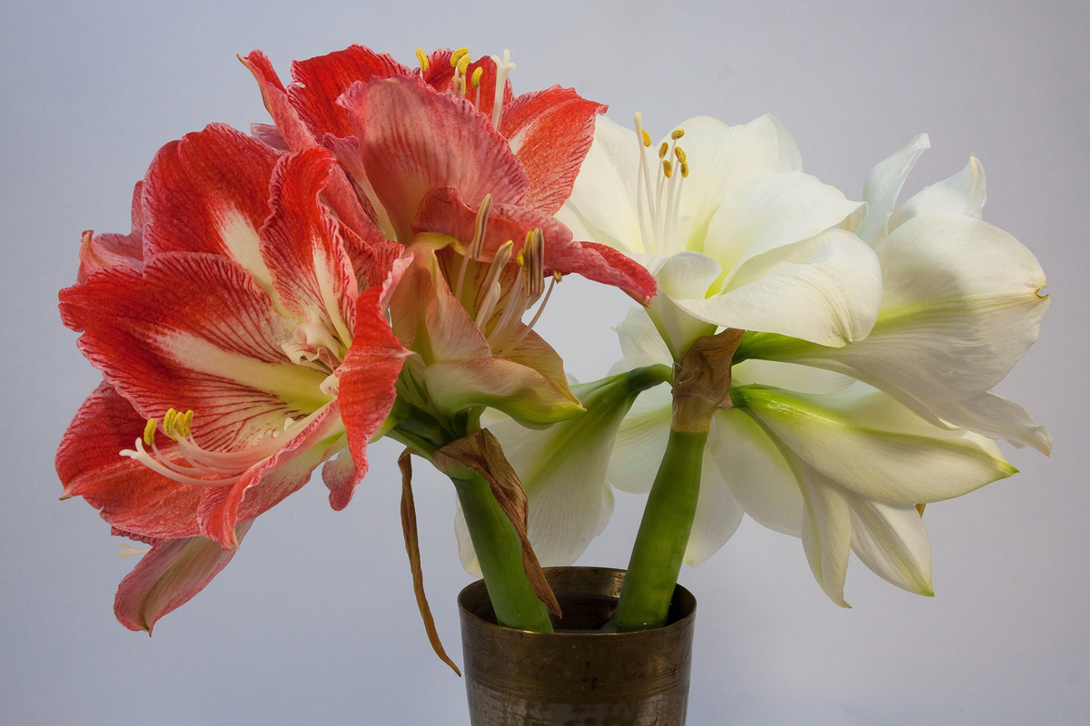 Amaryllis Bulbs -The Secret to Getting Them to Re-bloom