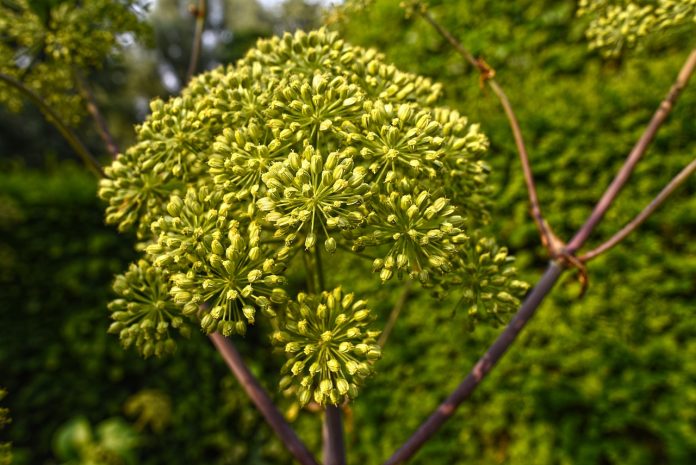 Exploring the Ancient Roots of Angelica Root Essential Oil