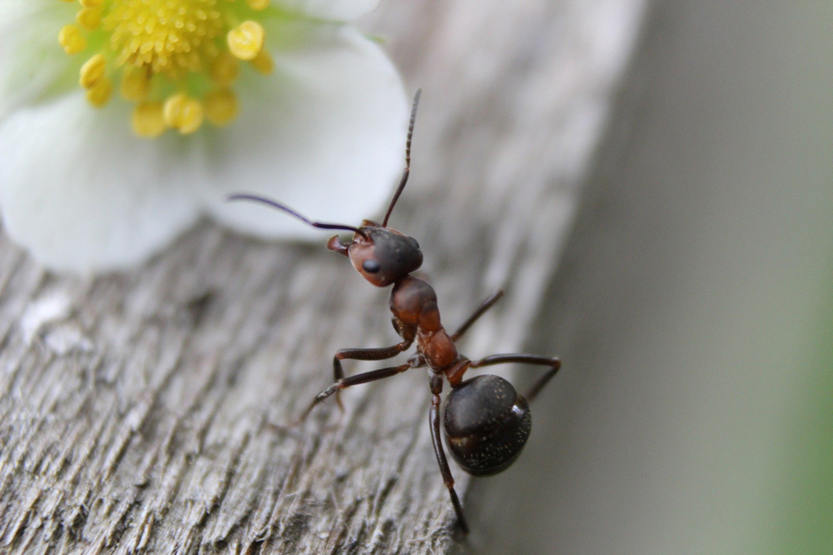 Natural Ways to Keep Ants Out of Your House and Garden
