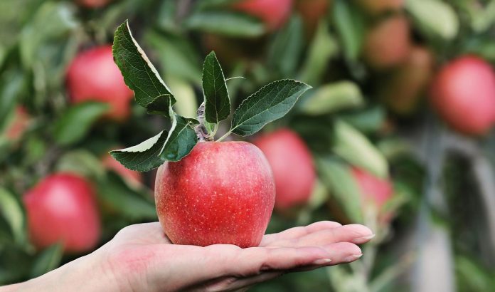 Top Health Benefits of Apples