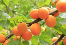 How to Grow Apricot Trees How to Grow Apricot Trees