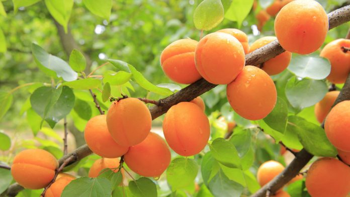 How to Grow Apricot Trees