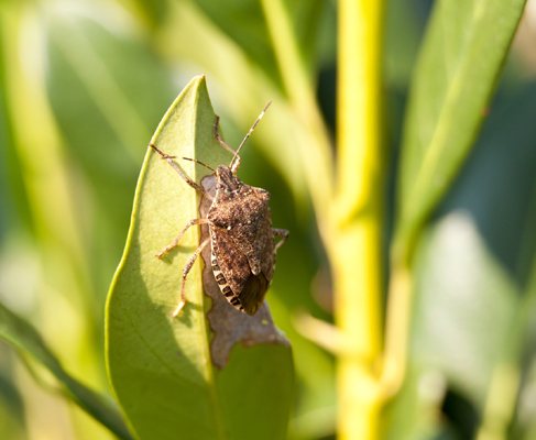 The Stinky Truth About a Common Pest