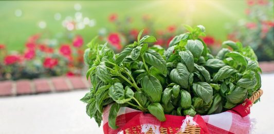 Herb Garden Plants - Top 10 "Must Haves" When Growing Kitchen Herbs