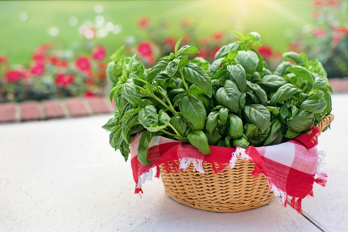 Herb Garden Plants - Top 10 "Must Haves" When Growing Kitchen Herbs