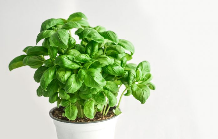 Mistakes to Avoid When Growing Basil Indoors