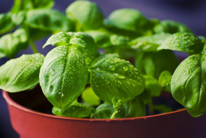 How to Grow Herbs in Pots Using Herb Plant Cuttings