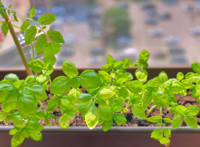 Simple, Productive Year-Round Indoor Herb Gardens