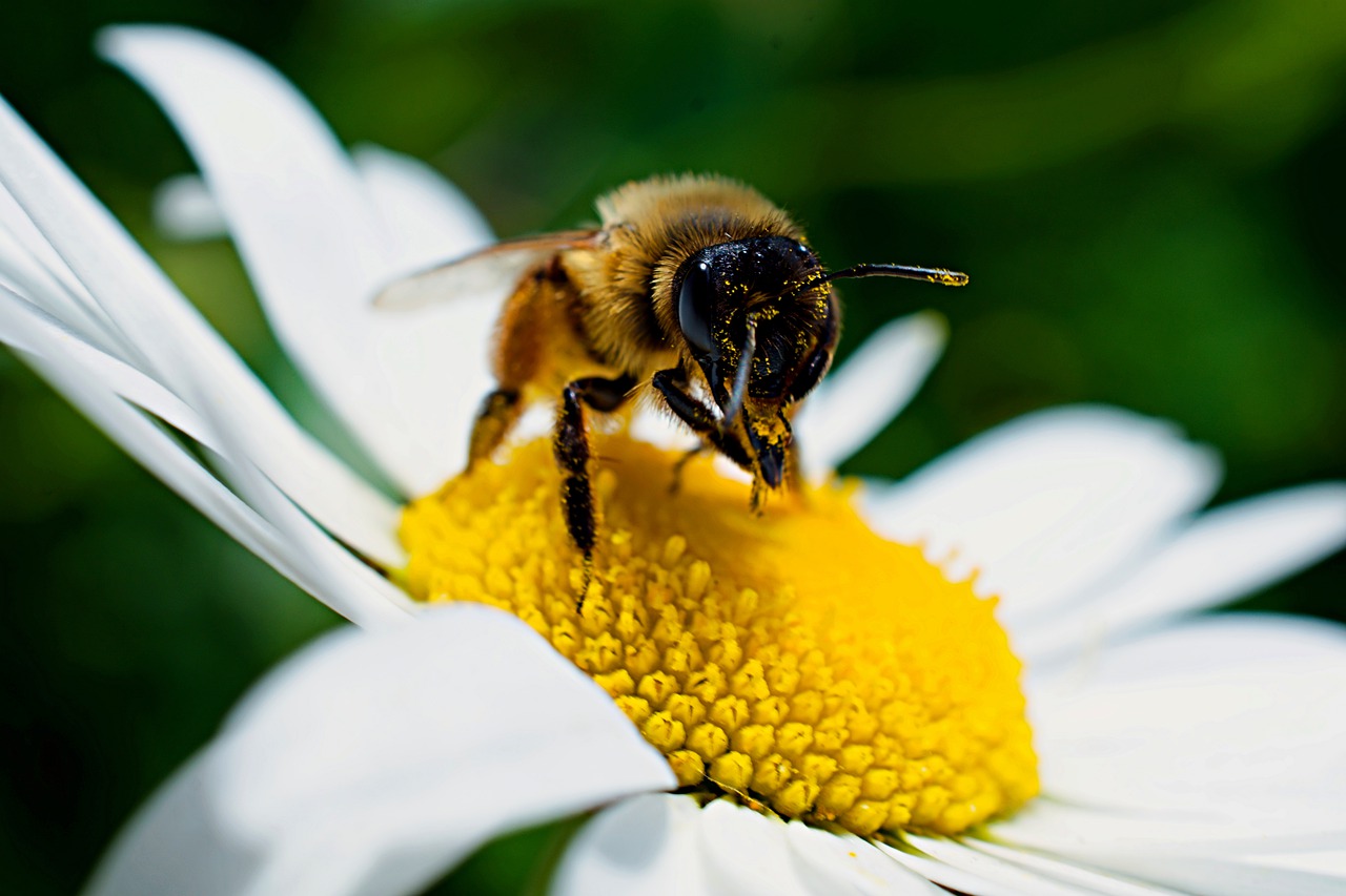 10 Things You Can Do To Help Native Bees
