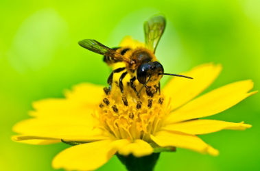 Everything You Wanted to Know About Bee Sting Allergies