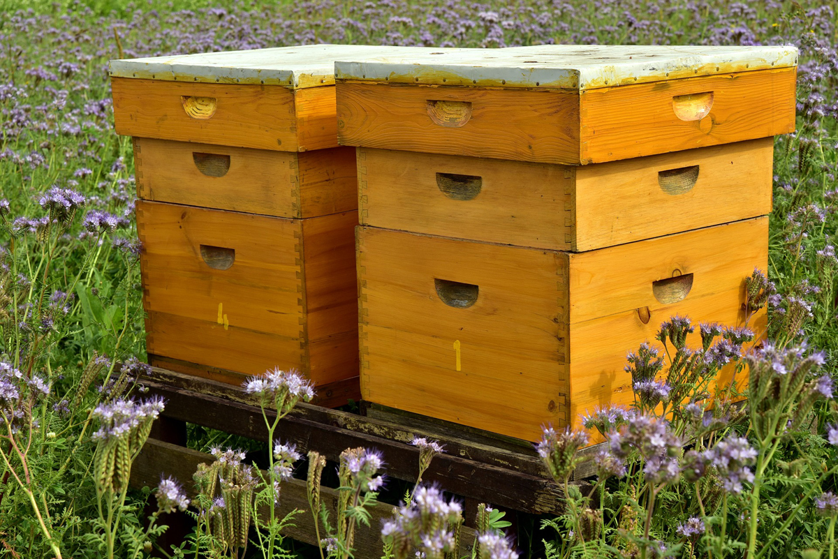The Homestead Beekeeper – Tips on Keeping Bees