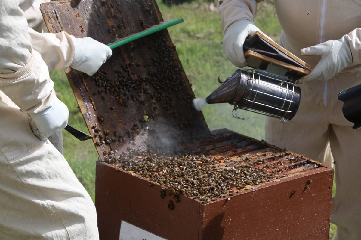 The Beekeeping Smoker in Action