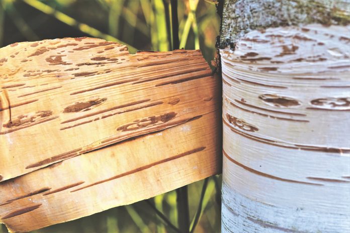 Heal Your Body with Birch Bark and Leaves