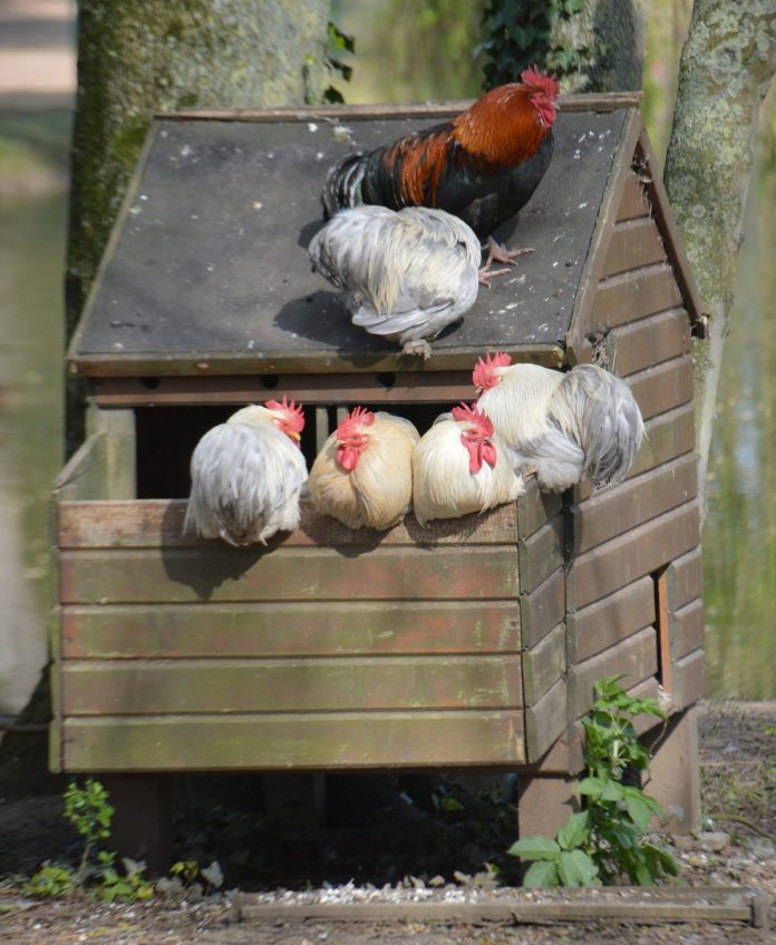 How Warm Should a Chicken Coop Be?