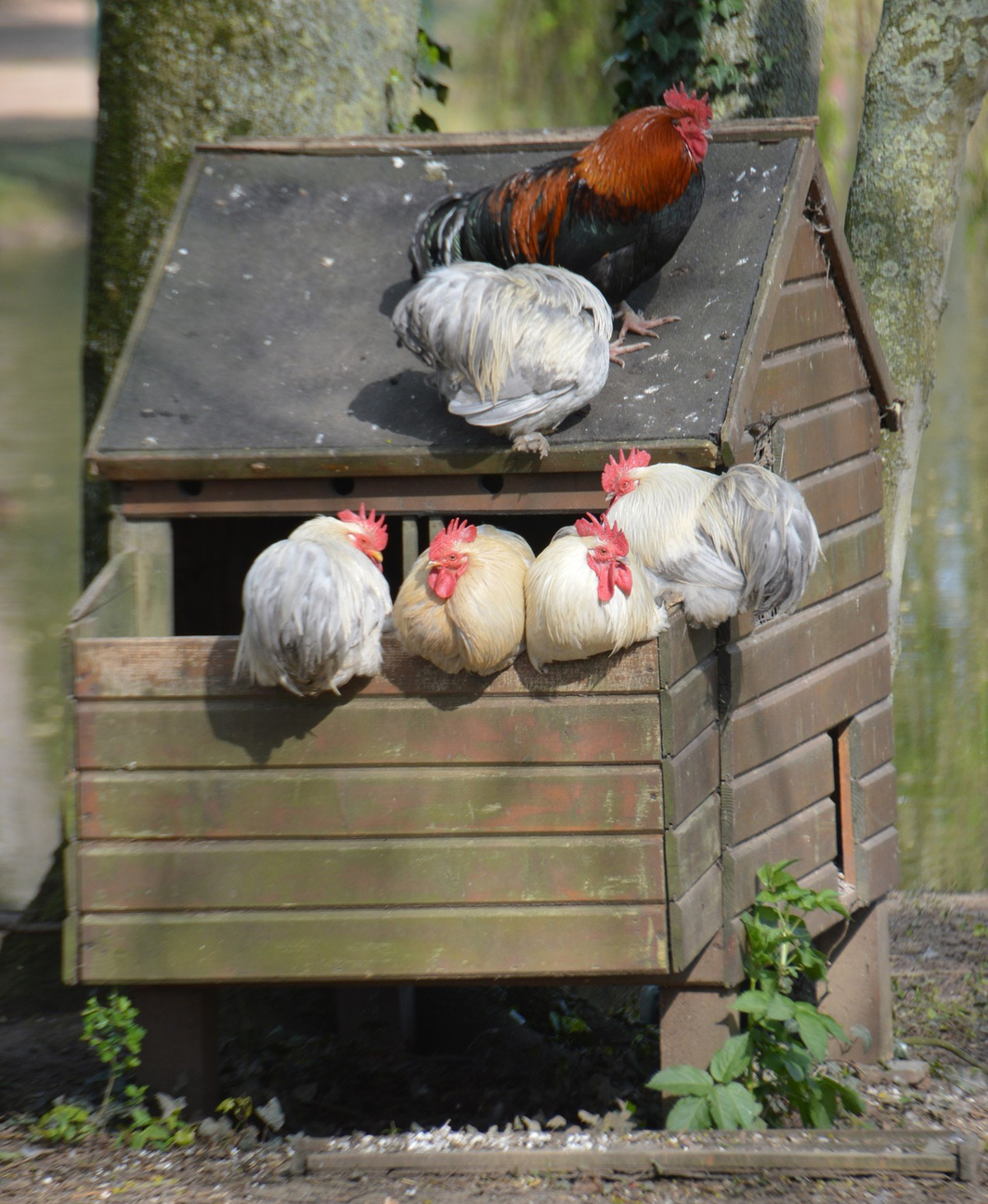 How Warm Should A Chicken Coop Be Pioneer Thinking