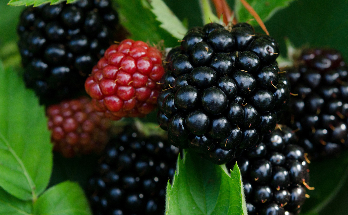 History of Blackberry Plants