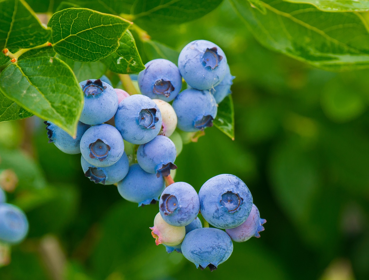 Profitable Blueberry Farming: How Many Acres Do You Need?
