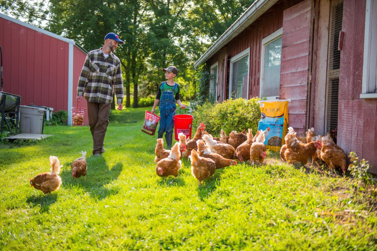 8 Common Myths About Raising Backyard Poultry