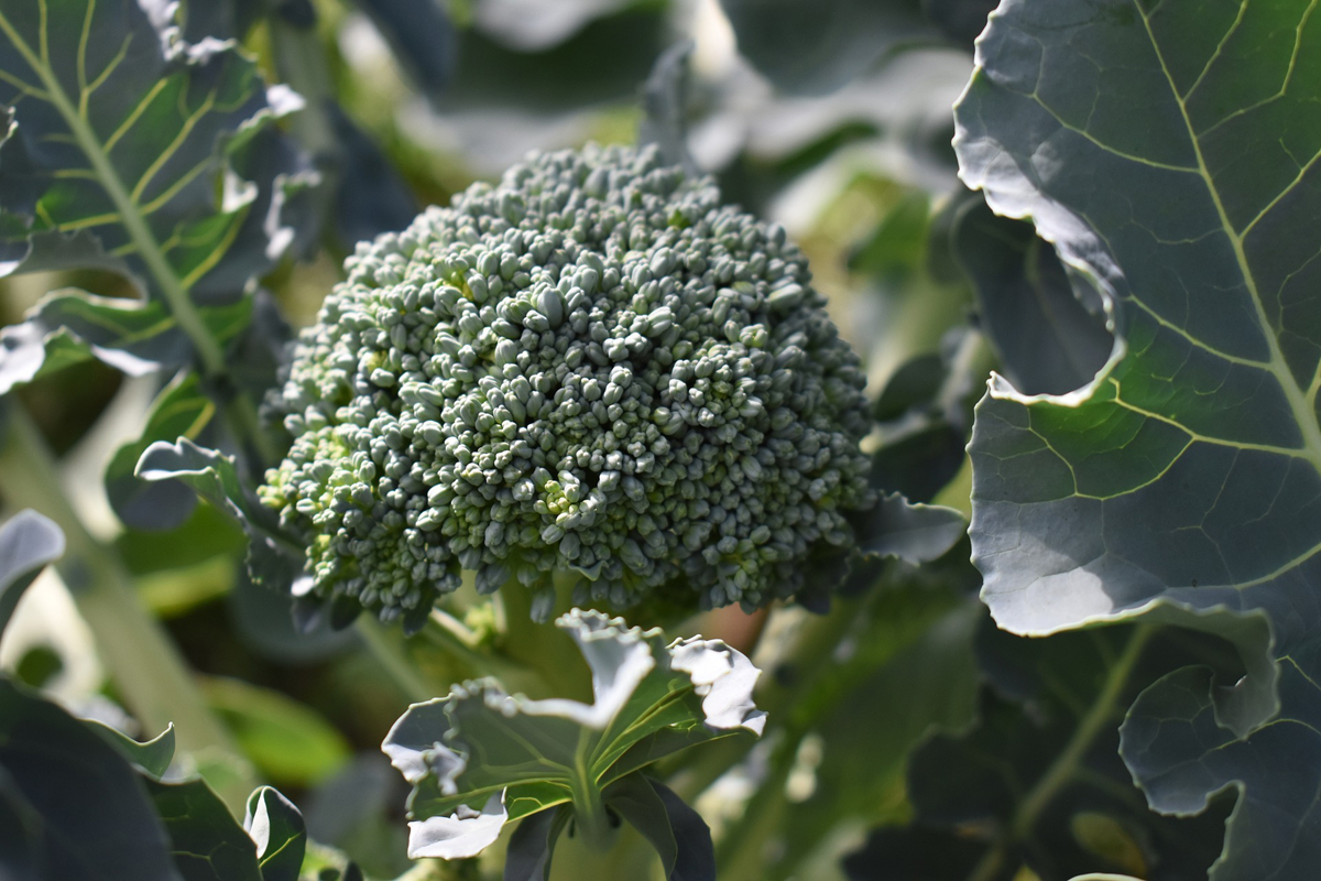Growing Organic Broccoli