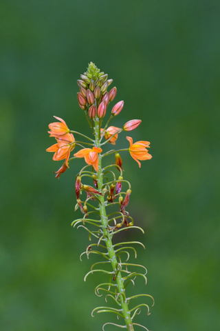 Herb Garden Plants – Bulbinella –  Better Than Aloe Vera?