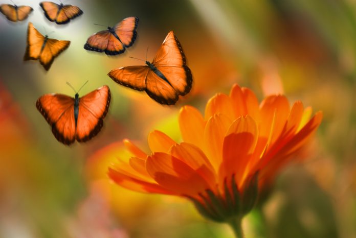 Ways to Decorate an Outdoor Area with Butterflies