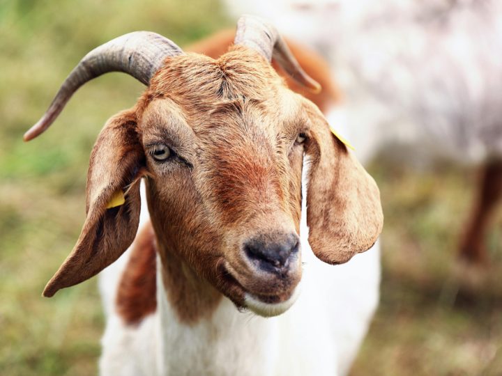 10 Tips and Suggestions on Buying a Goat