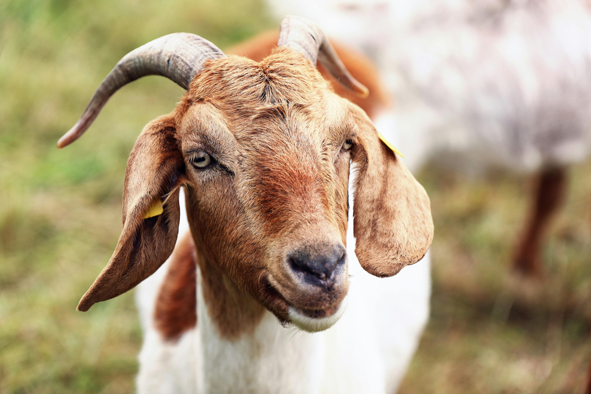 10 Tips and Suggestions on Buying a Goat