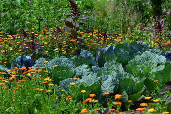 Your Guide to June Vegetable Gardening