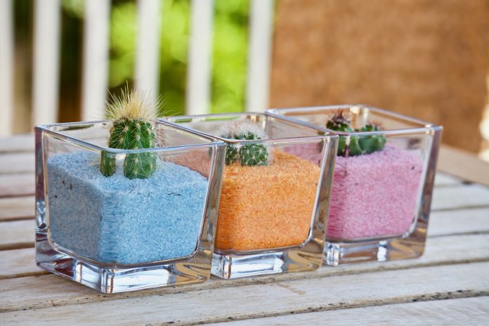 How to Propagate Your Succulents and Cacti Plants By Rooting Leaf or Stem Cuttings