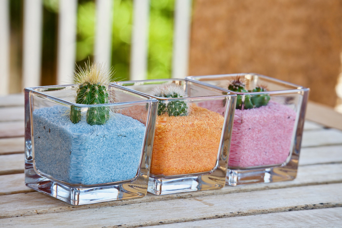 How to Propagate Your Succulents and Cacti Plants By Rooting Leaf or Stem Cuttings