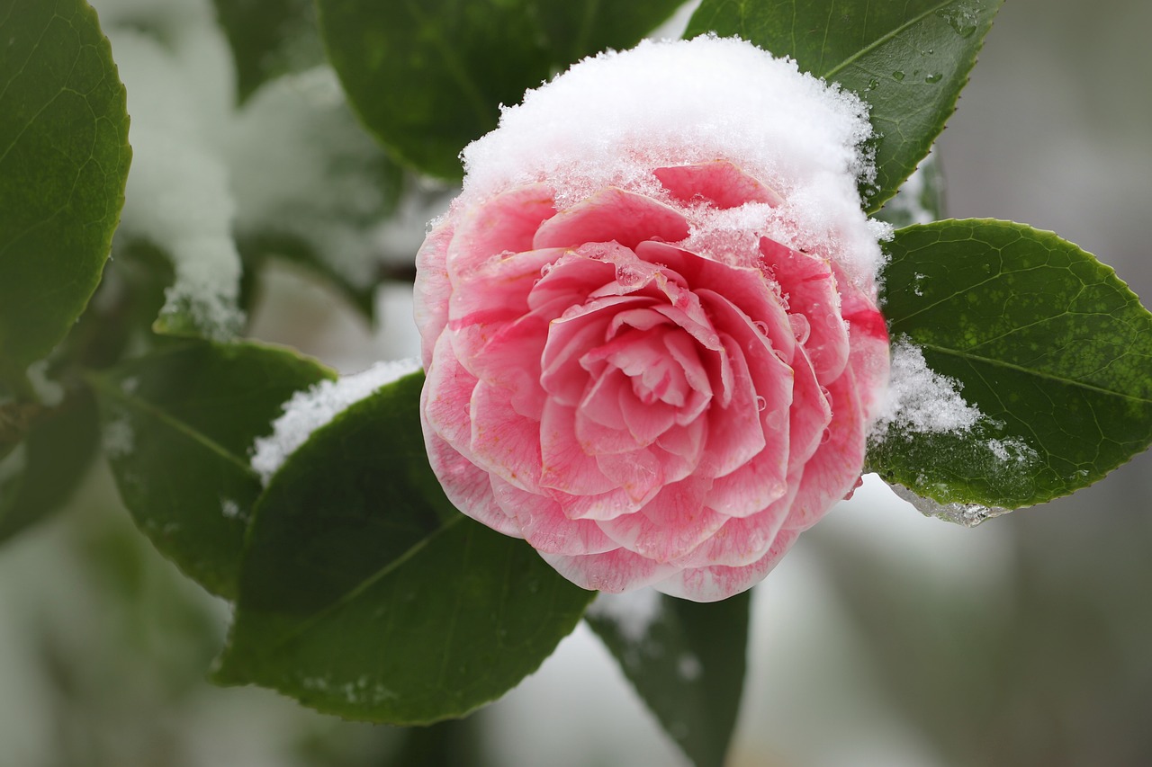 End of December Gardening