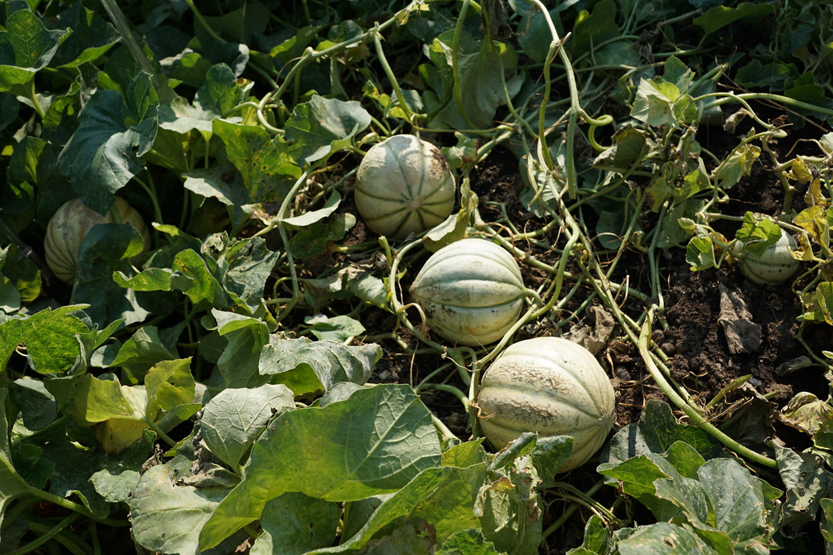 How to Grow Cantaloupes