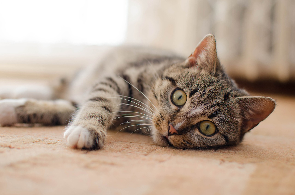 Cat Spray and Urine Odor Removal