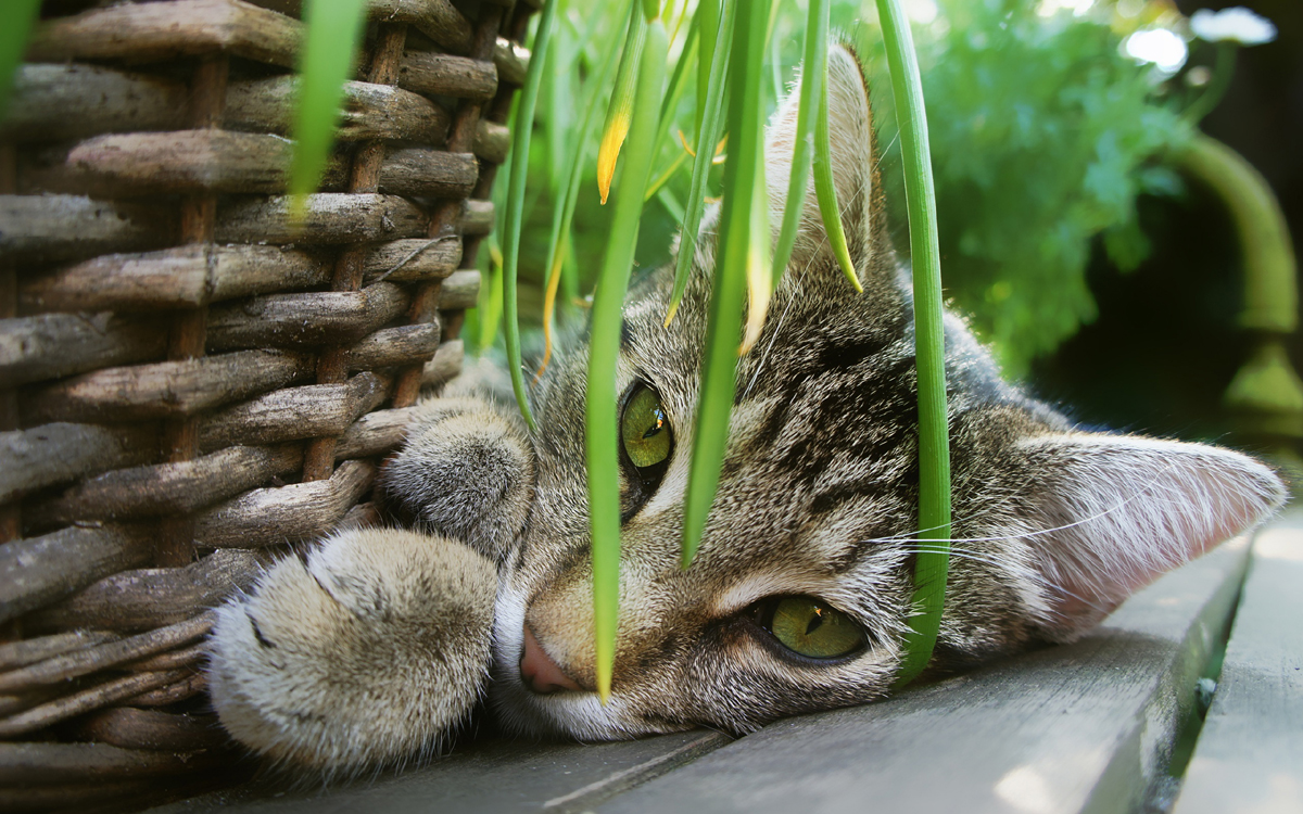 Repel Cats from Your Garden – Seven Organic Ideas